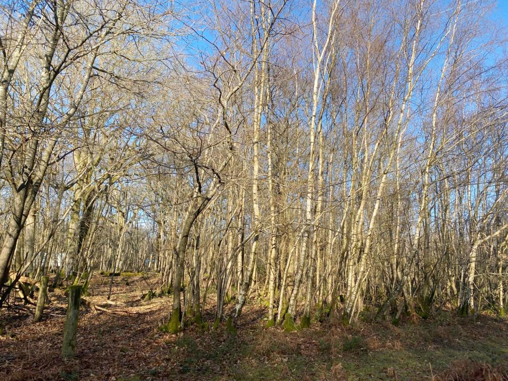 Lot: 26 - 0.29 ACRES OF FREEHOLD WOODLAND - Woodland Site